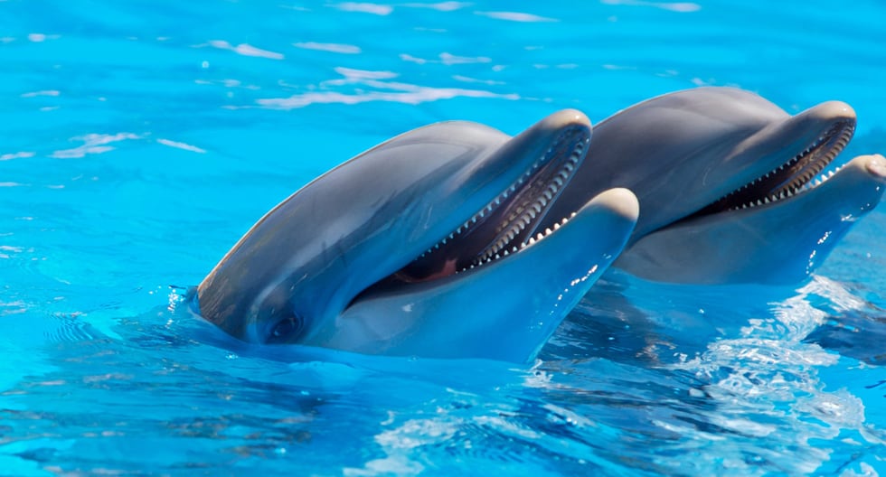 Senado alista prohibición de delfines y focas en espectáculos | El  Universal Hidalgo