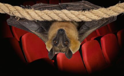 Ataque de murciélago en cine de Ixmiquilpan desata alerta sanitaria