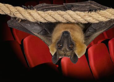 Ataque de murciélago en cine de Ixmiquilpan desata alerta sanitaria