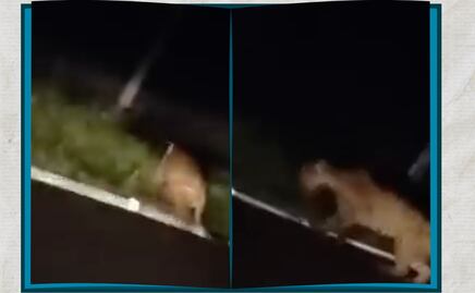 Video: Captan Jaguar en límites de Hidalgo y San Luis Potosí