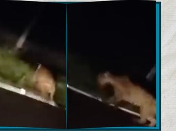 Video: Captan Jaguar en límites de Hidalgo y San Luis Potosí