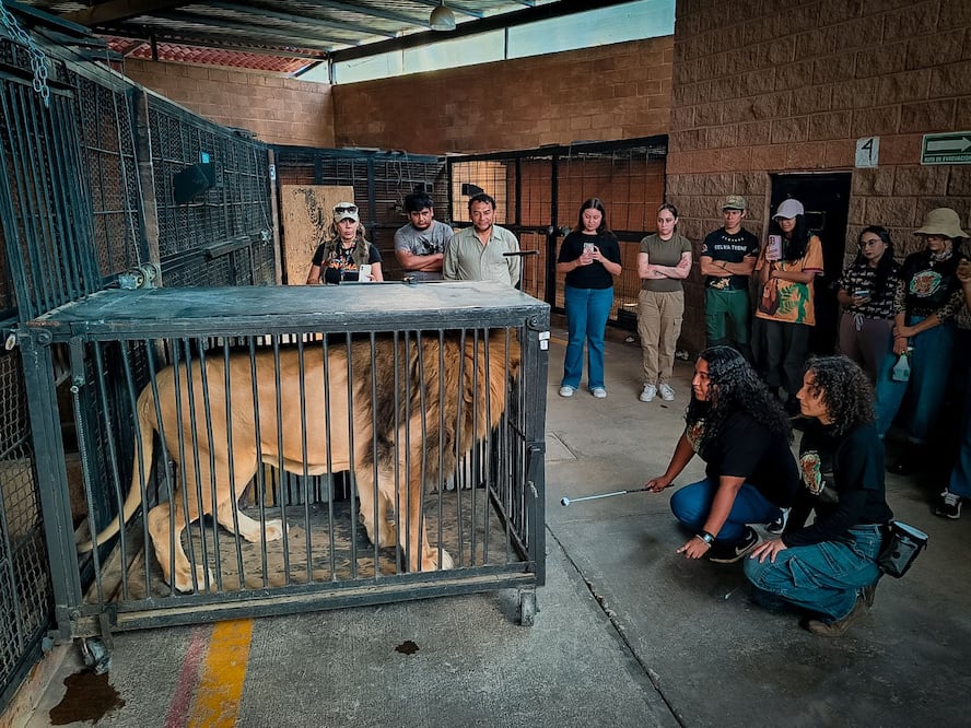 De la capacitación especializada al rescate exitoso de fauna silvestre | Foto: Unidad de Rehabilitación de Fauna
