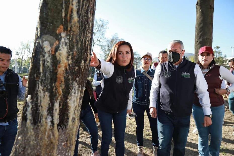Gusano descortezador, invadió dos áreas verdes más de Pachuca | Facebook: Beatriz Cruz Gómez