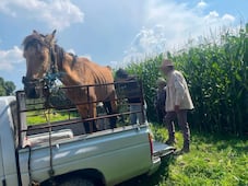 Rescatan a caballo del abandono en Tula; ya se recupera en un albergue 