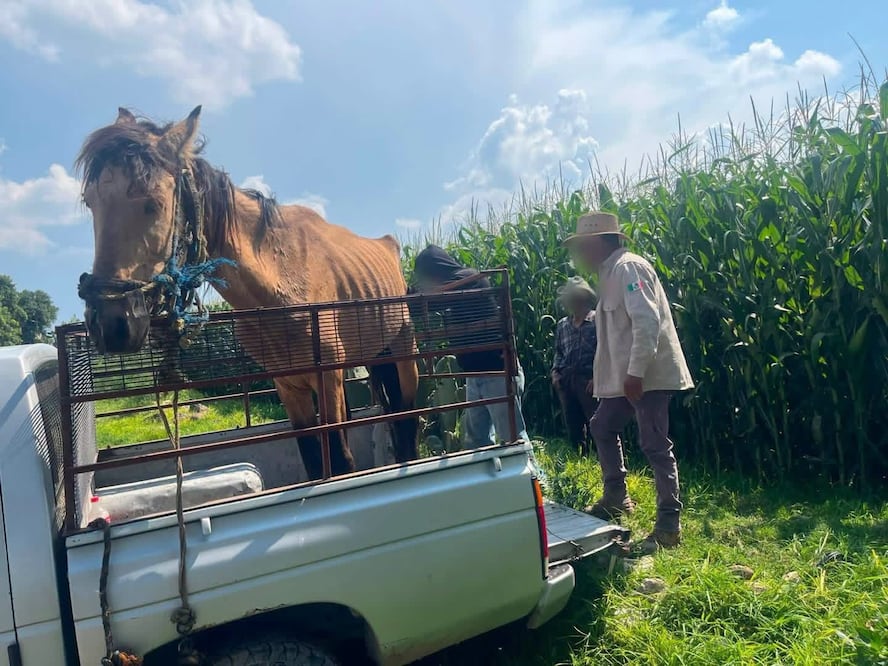 La presidencia municipal de Tula rescató a un caballo en estado de desnutrición, el cual se encontraba alojado en condiciones insalubres I Foto: Especial