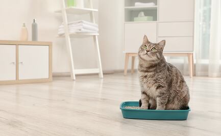 ¿Cuál es el lugar ideal para poner la caja de arena de los gatos?