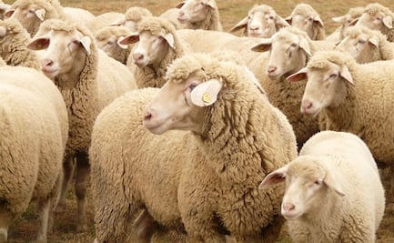 Actividad ganadera, la que más contamina en Mineral de la Reforma