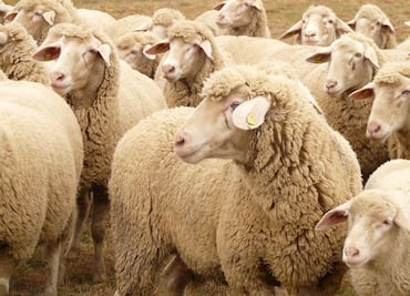 Actividad ganadera, la que más contamina en Mineral de la Reforma