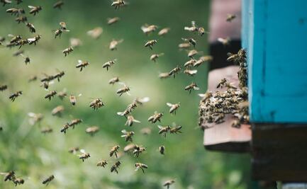 Ataque de abejas en Huejutla moviliza a apicultores; rescatan a niños y animales