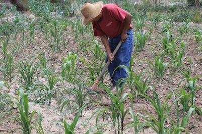 Sequía extrema golpea al Valle del Mezquital, sin indemnización para productores de Ixmiquilpan