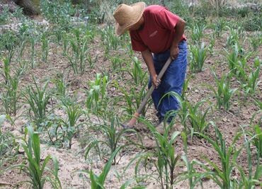Sequía extrema golpea al Valle del Mezquital, sin indemnización para productores de Ixmiquilpan