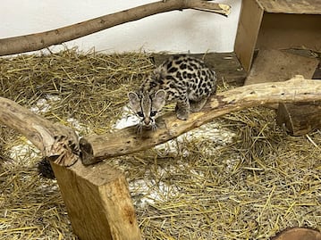 Tigrillo en recuperación; un pasajero en la ruta hacia la libertad