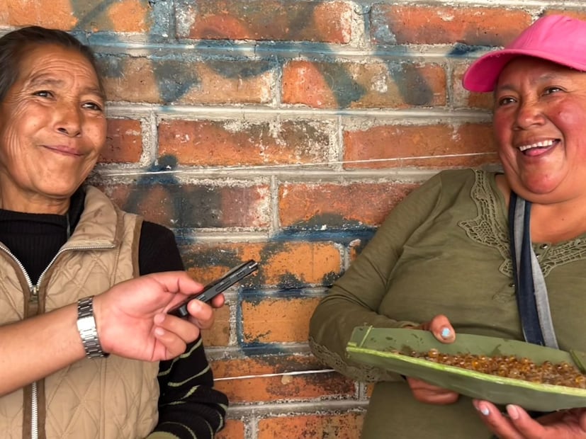Los vinitos y vinguinas, como también se les conoce, son hormigas que recolectan miel y la depositan en su abdomen I Foto: Ricardo Calleja