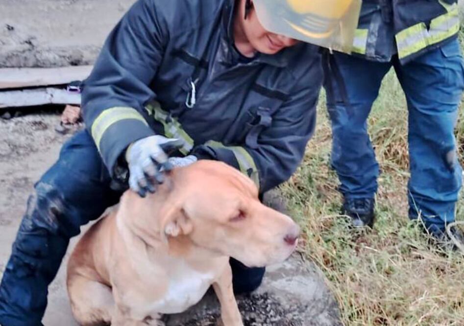 En Pachuca, rescatan a perro que había caído en una cisterna I Foto: Especial