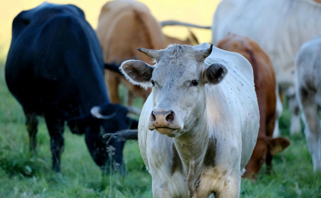Brigadas inspeccionan ganado y descartan cuarentenas o sacrificios obligatorios | Foto: Pexels