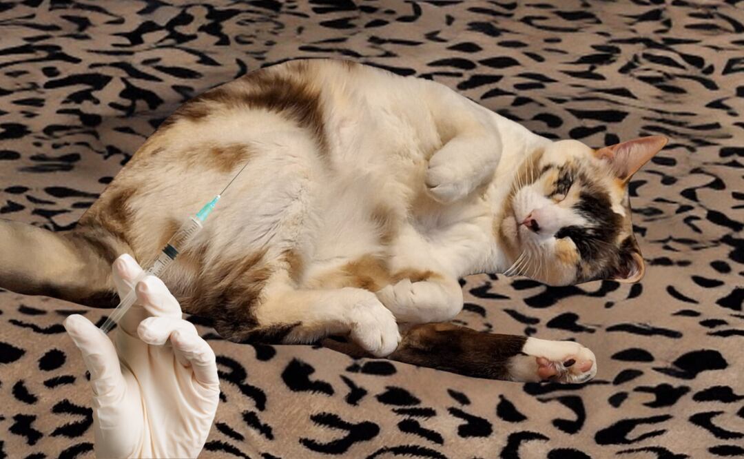 Modelo "Coco" | Foto: Cinthya Carbajal