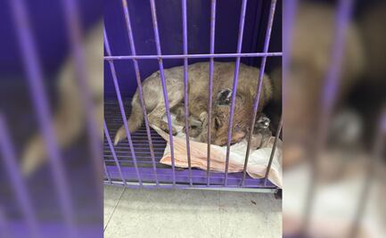 Investigan ataque a perro en Ixmiquilpan; mutilaron sus orejas