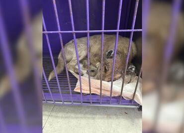 Investigan ataque a perro en Ixmiquilpan; mutilaron sus orejas