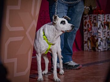 “Pirata” encuentra un hogar mientras Ixmiquilpan se prepara para su primera Feria de Adopciones