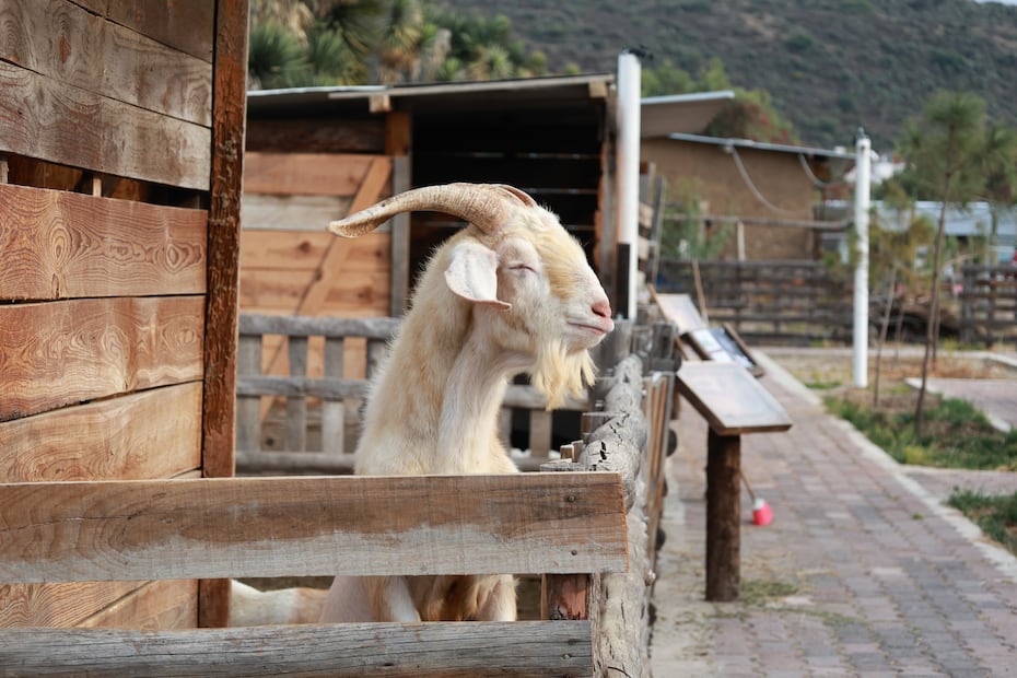 GranjAventura es un espacio que busca concientizar a la población sobre el cuidado de los animales ubicado en el Parque Ecológico Cubitos I Foto: Especial