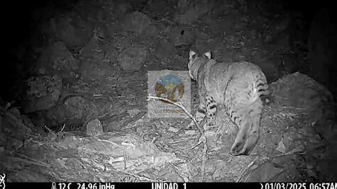 Avistan lince rojo en el Parque Nacional Los Mármoles, un emblema de la biodiversidad hidalguense