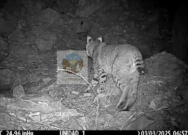 Avistan lince rojo en el Parque Nacional Los Mármoles, un emblema de la biodiversidad hidalguense