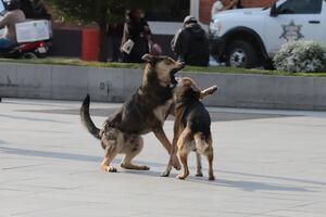 Congreso de Hidalgo exhorta a reforzar acciones contra el maltrato animal en Huejutla
