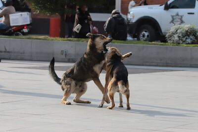 Congreso de Hidalgo exhorta a reforzar acciones contra el maltrato animal en Huejutla