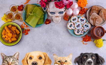 Fotos y artículos que no deben faltar en tu ofrenda para mascotas