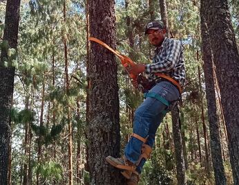 Apuestan por la conservación forestal con Programa de Compensación Ambiental