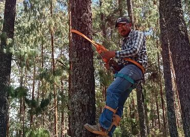 Apuestan por la conservación forestal con Programa de Compensación Ambiental