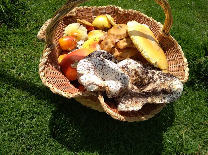 Canasta de hongos, Tlaxcales acompañados de chocolatzintli, dulce de chilacayote, chileatole, hongarillas y sopes de panza silvestre. Fotos operadora turística indígena FFF
