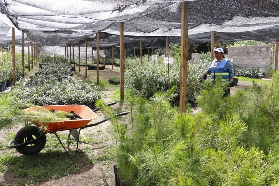 Reforestan 89 hectáreas para mitigar impacto de la autopista | Foto: Especial