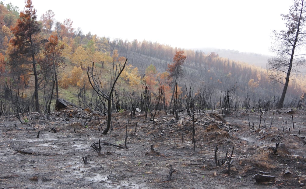 Alertan por alto riesgo de incendios en 53 colonias de Mineral de la Reforma y zonas cerriles de Pachuca | Foto: Pixabay