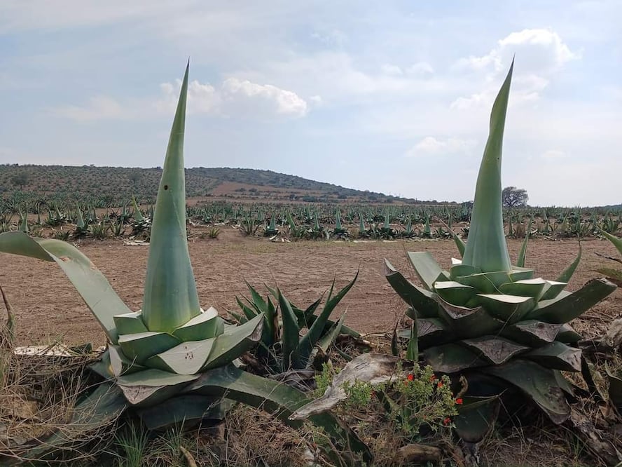 En agosto de 2021, la Comisión Reguladora de Energía (CRE) negó una solicitud a una empresa para instalar un parque fotovoltaico entre los municipios de Epazoyucan, Singuilucan y Zempoala.