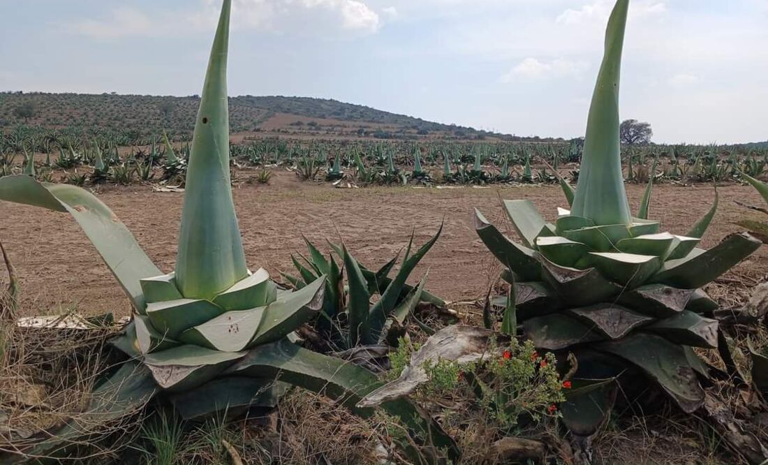 En agosto de 2021, la Comisión Reguladora de Energía (CRE) negó una solicitud a una empresa para instalar un parque fotovoltaico entre los municipios de Epazoyucan, Singuilucan y Zempoala.