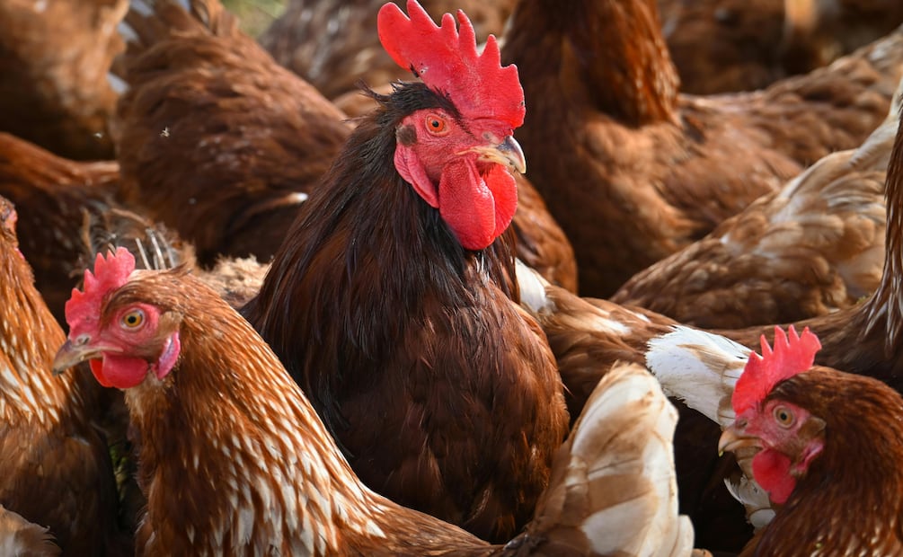 Mega Derby Intercontinental arranca su edición 2025 en la Feria de Pachuca | Foto: Pexels