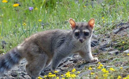 Rescatan cacomixtles en el municipio de Ixmiquilpan