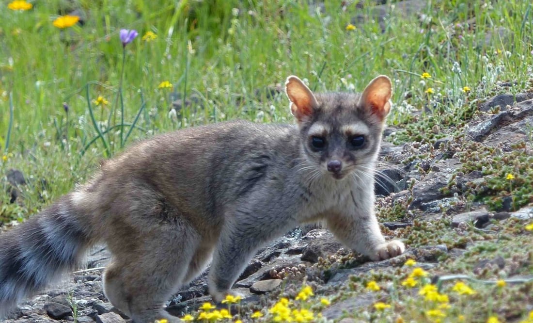 De acuerdo con las autoridades, precisan determinar sus condiciones para su liberación | Foto: Naturalista MX