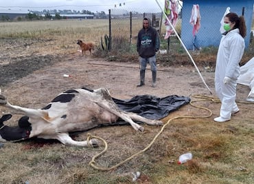 Por muerte de ganado, Secretaría de Agricultura federal realiza investigación epidemiológica