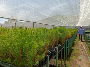 Ven necesaria la humedad para reforestación de los bosques en Tulancingo