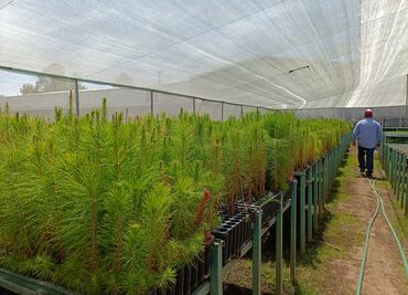 Ven necesaria la humedad para reforestación de los bosques en Tulancingo