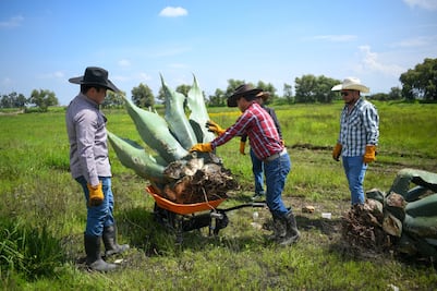 Tulancingo impulsa vivero municipal de maguey para preservar especie endémica
