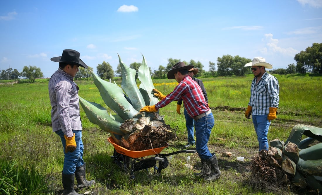 El vivero ocupa 2,500 m² y está abierto a productores que quieran integrarlo a sus parcelas | Foto: especial