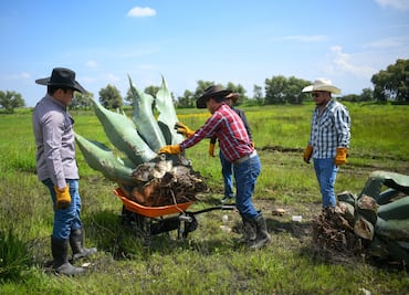Tulancingo impulsa vivero municipal de maguey para preservar especie endémica