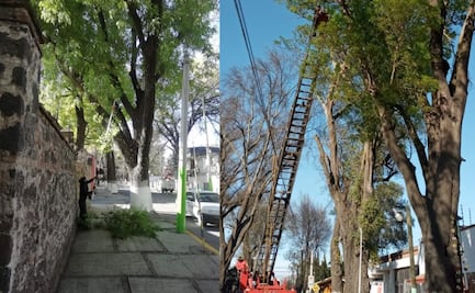 Tulancingo planea próximas actividades para mantenimiento del arbolado de la Calzada 5 de Mayo