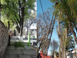 Tulancingo planea próximas actividades para mantenimiento del arbolado de la Calzada 5 de Mayo