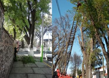 Tulancingo planea próximas actividades para mantenimiento del arbolado de la Calzada 5 de Mayo