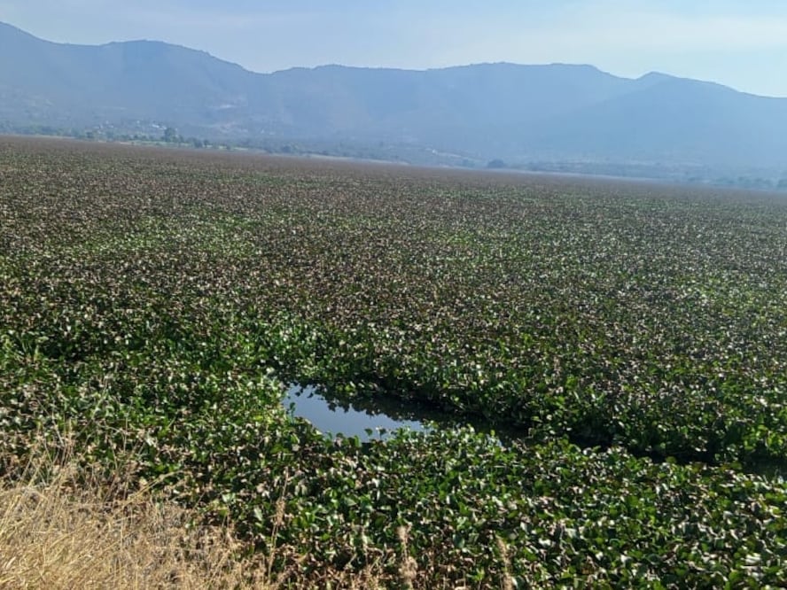 Varios cuerpos de agua en Hidalgo están invadidos por lirio acuático I Foto: Especial