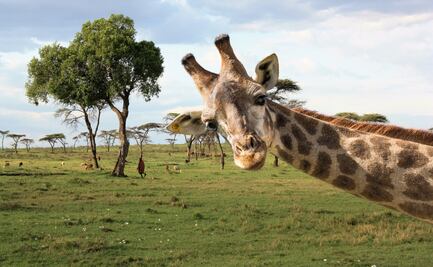 Una nueva habitante llega a Tuzoofari; jirafa reticulada se integra a la reserva en Hidalgo